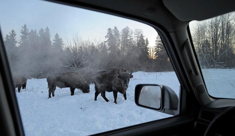 Калужан приглашают на экскурсию "В гости к зубрам"