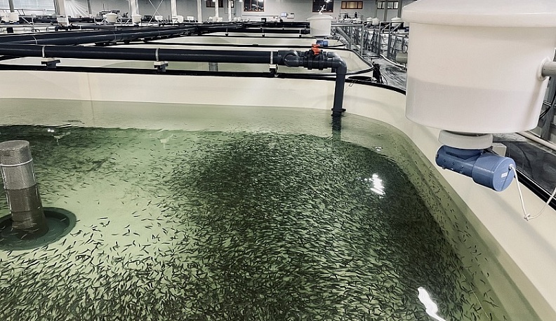 В текущем году в Калужской области реализуют 2 рыбоводческих инвестпроекта