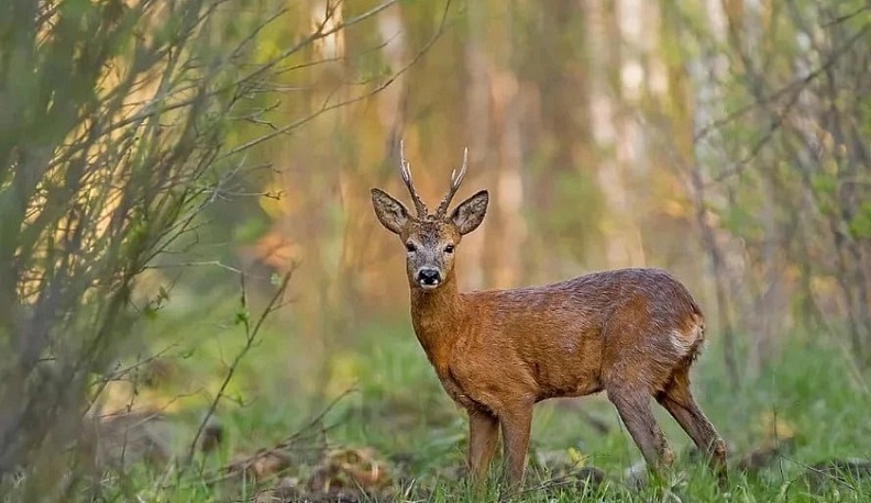 Для охотников Калужской области установили лимит на добычу копытных