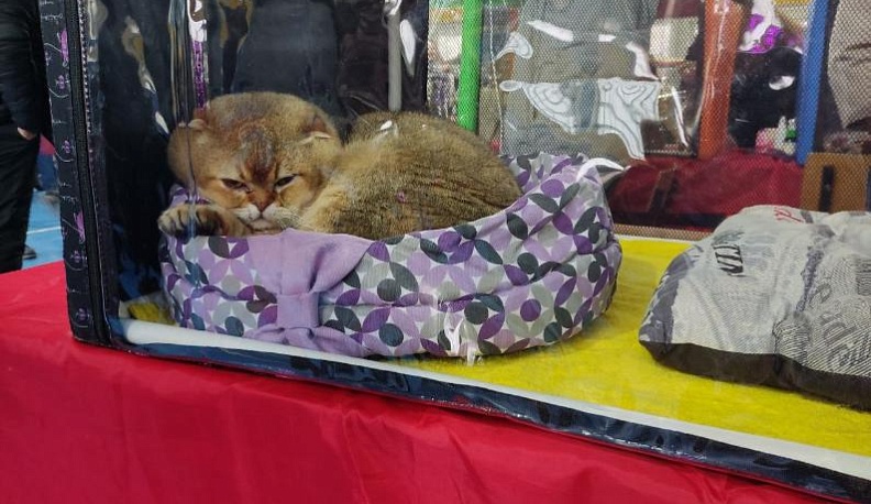 Шотландская кошка