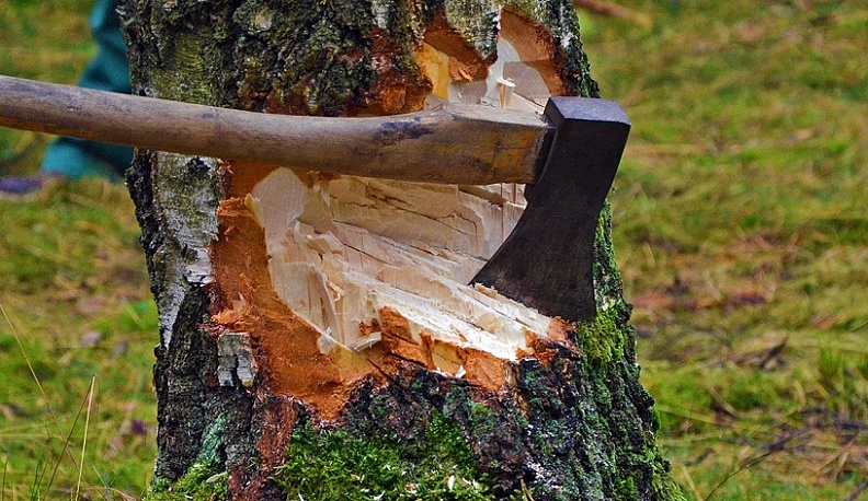 Житель области вырубил деревья в заповеднике «Калужские засеки» для ремонта 