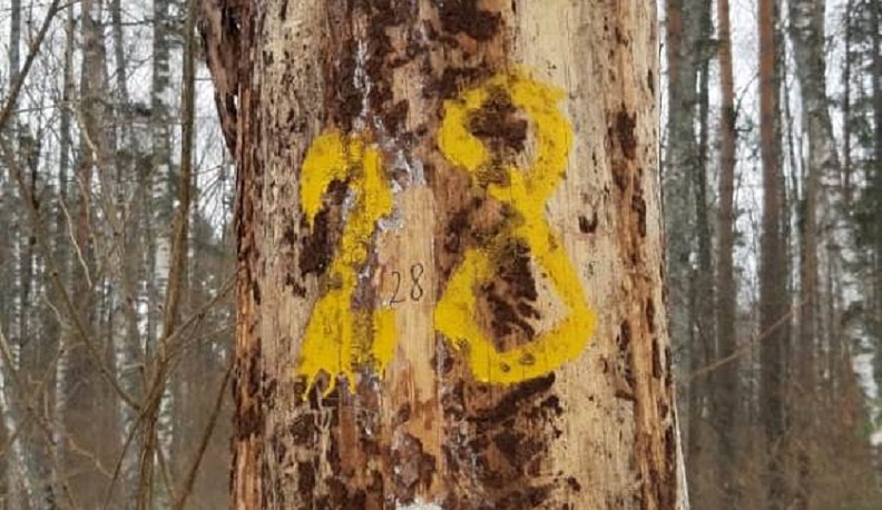 В Дзержинском районе срубят аварийные деревья