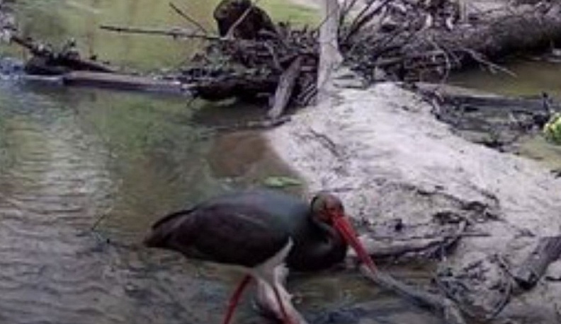 Заповедник «Калужские засеки» выложил кадры с черным аистом