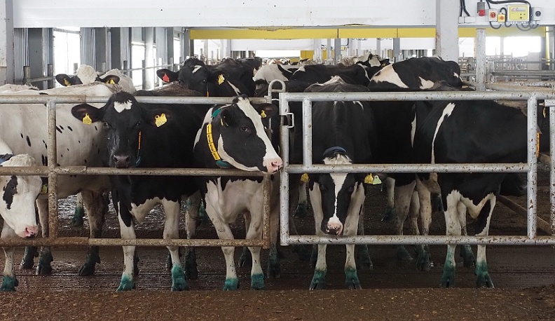 В Калужской области количество коров увеличилось более чем на 9 тысяч