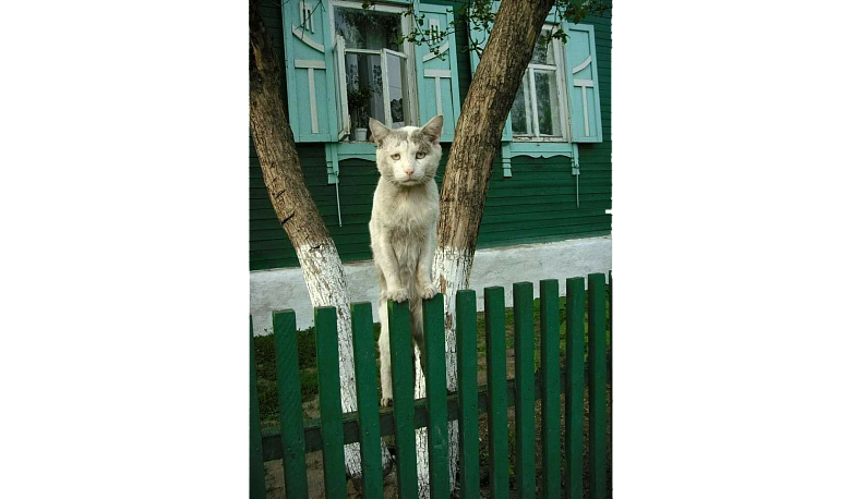 Нужны ли городу заборы?