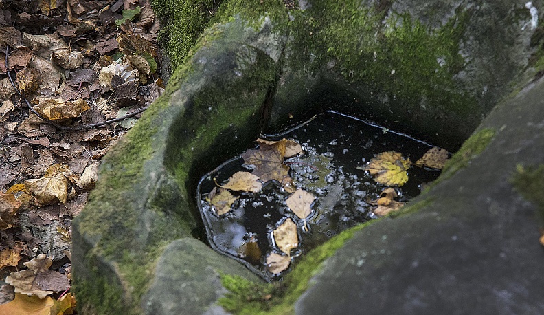 И мох во тьме светит
