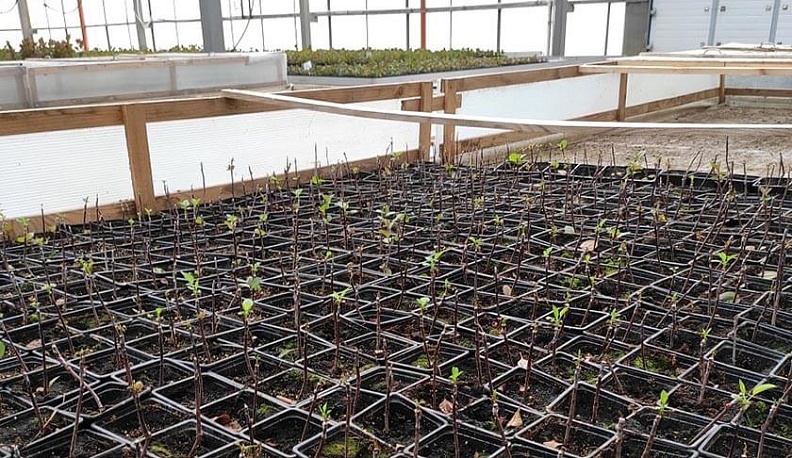 Калужский питомник на 200 тысяч саженцев прошел сертификацию