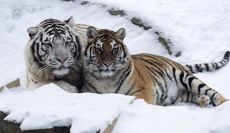 Охота на   тигра