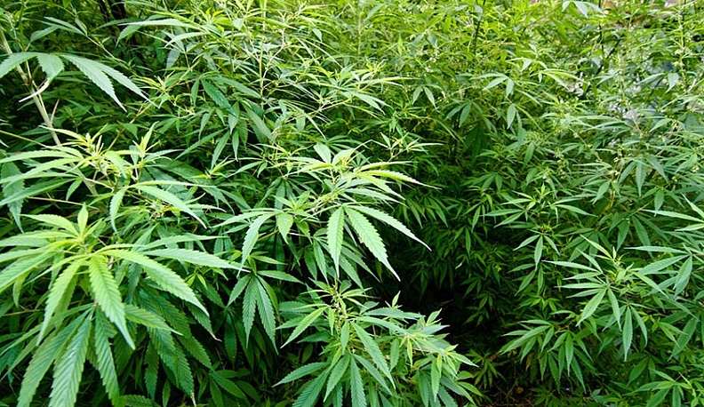 В Барятине Калужской области накрыли плантацию конопли