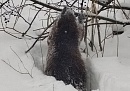 В Калужской области в заснеженном лесу заметили бобра