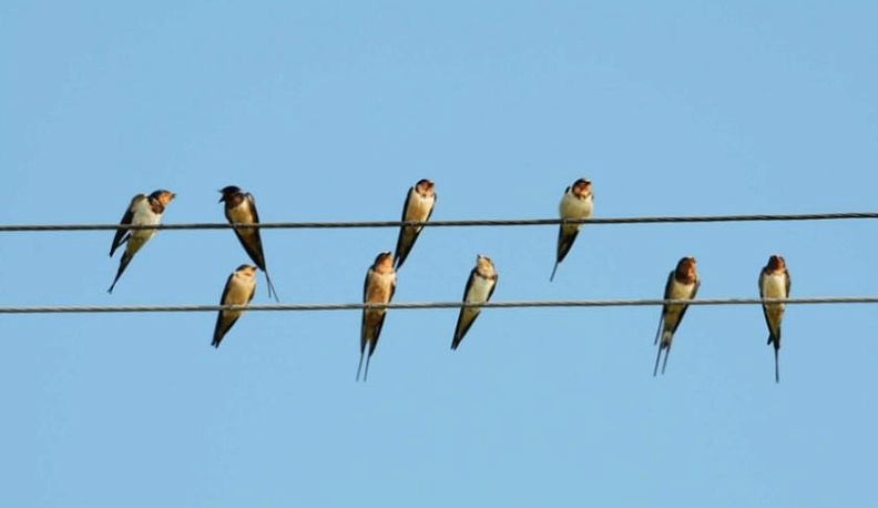 В "Калугаэнерго» заботятся об экологической безопасности и сохранении живой природы