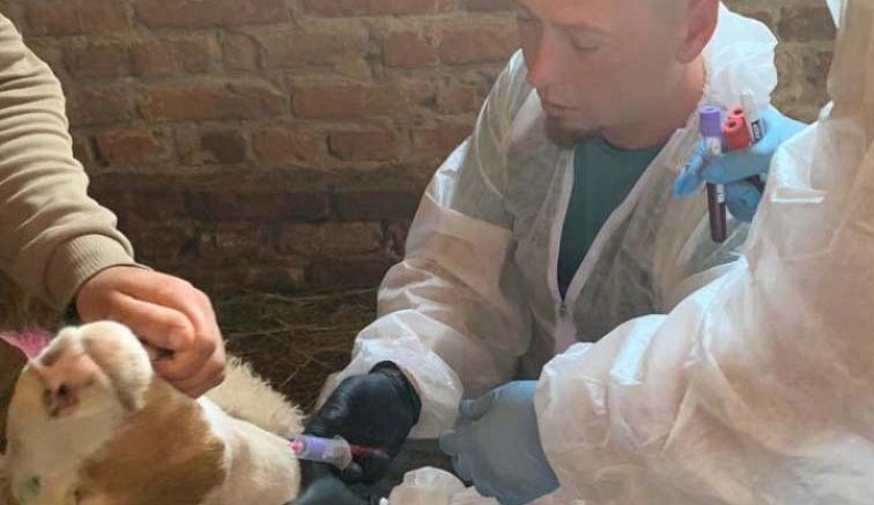 В Жиздринском районе для борьбы с бруцеллезом ввели карантин