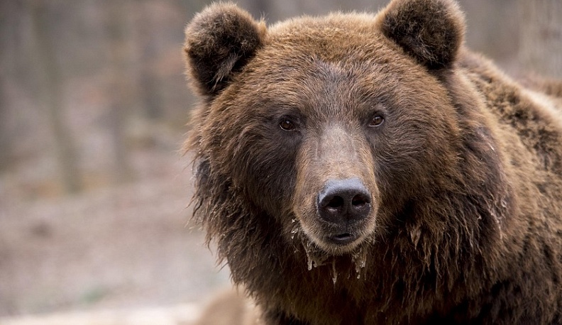 В Калужской области закроют незаконную притравочную станцию, где издевались над животными