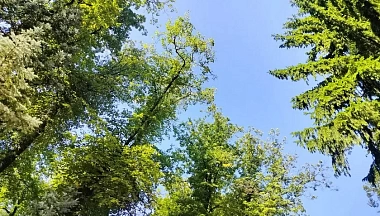 Два лесных пожара было потушено на территории Калужской области с начала года