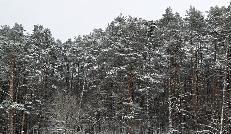 В Калужской области в преддверии Нового года усилили патрулирование лесов