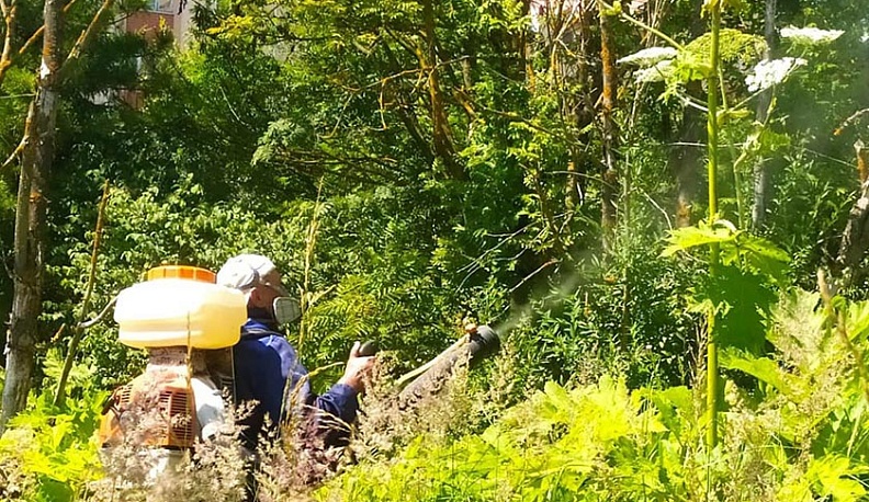 В Малоярославце с борщевиком начали бороться с помощью химикатов