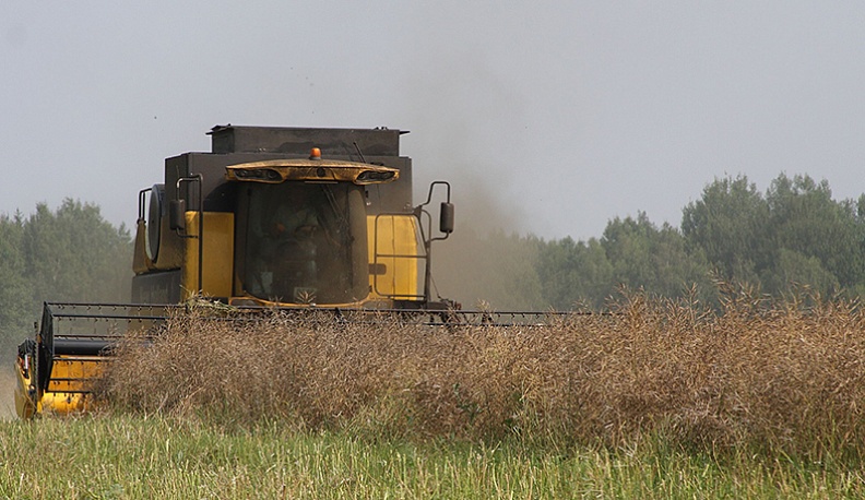 Уборка рапса в ООО «Зеленые линии»  (Барятинский район)