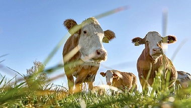 В «Савинской Ниве» готовятся к пастбищному сезону 
