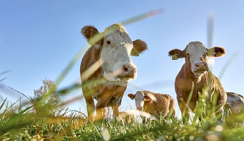 В «Савинской Ниве» готовятся к пастбищному сезону 