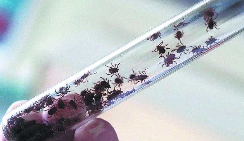 В лес не худо бы худи