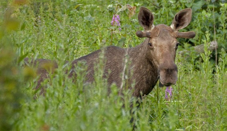 Полиция просит помочь в поиске убийцы двух лосей в Калужской области