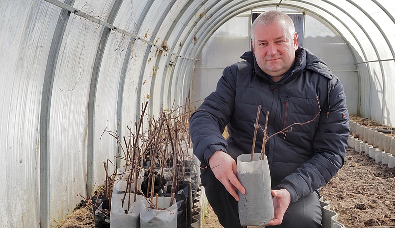 Гортензия – цветок любви