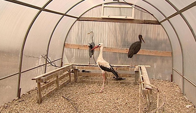 Взмахнуть крылом надежды