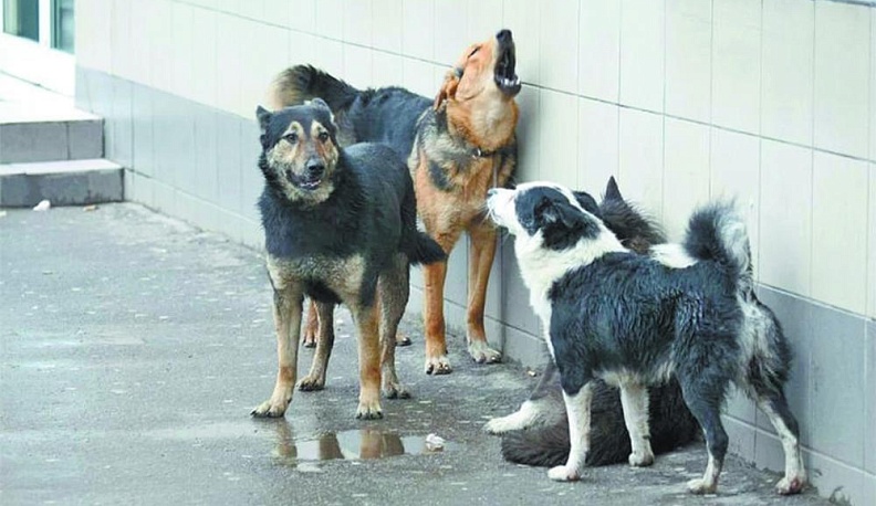 Бездомными собаками займутся горхозяйство и приюты