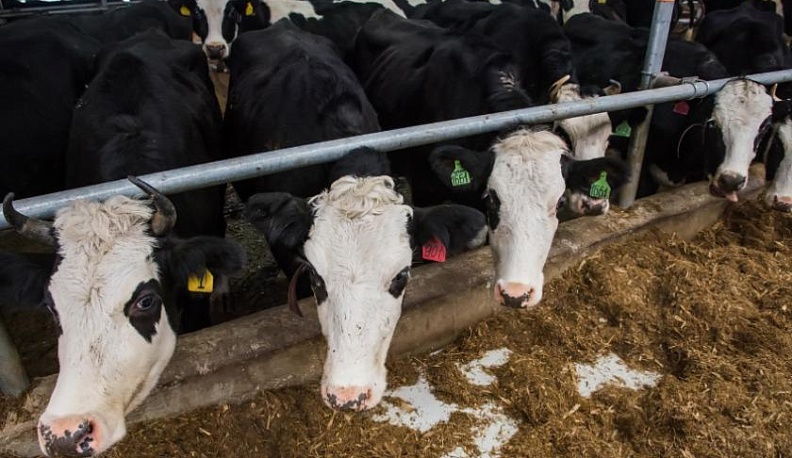 Калужская область занимает второе место по надоям в ЦФО