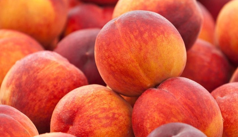 В Калужскую область не разрешили ввезти 19 тонн заражённых турецких персиков