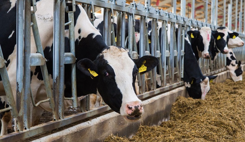 В 2023 году производство молока в Калужской области составило более 520 тыс. тонн