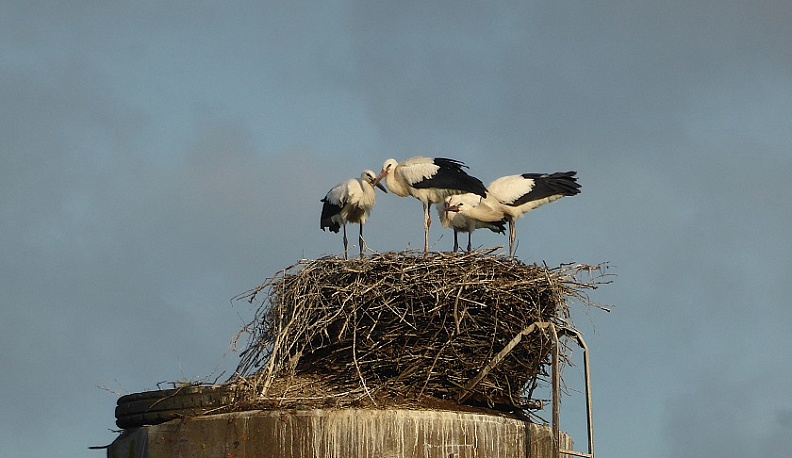 Птенцы белого аиста стали летать в Калужской области