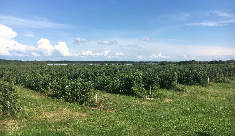 Ягодники из нескольких регионов изучают опыт своих хвастовичских коллег