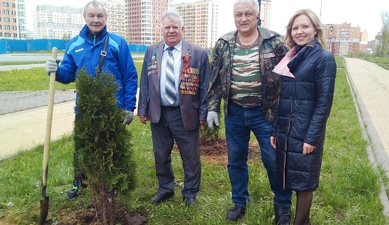 На бульваре Губернского парка в Калуге высадили туи