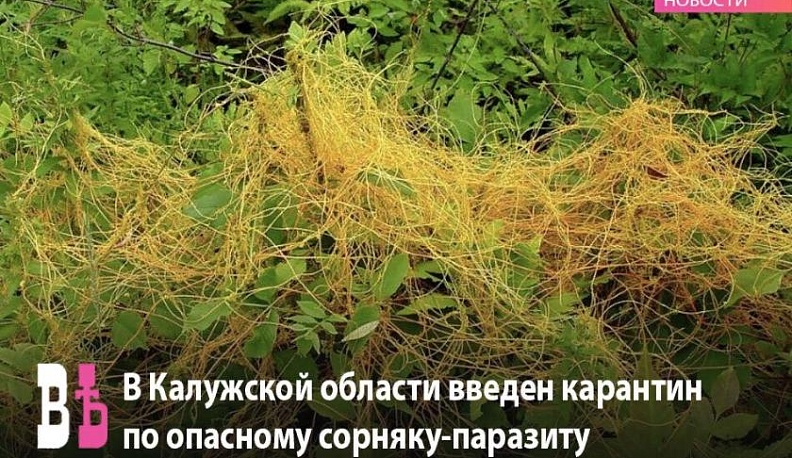 В нашей области наложен карантин по повиликам