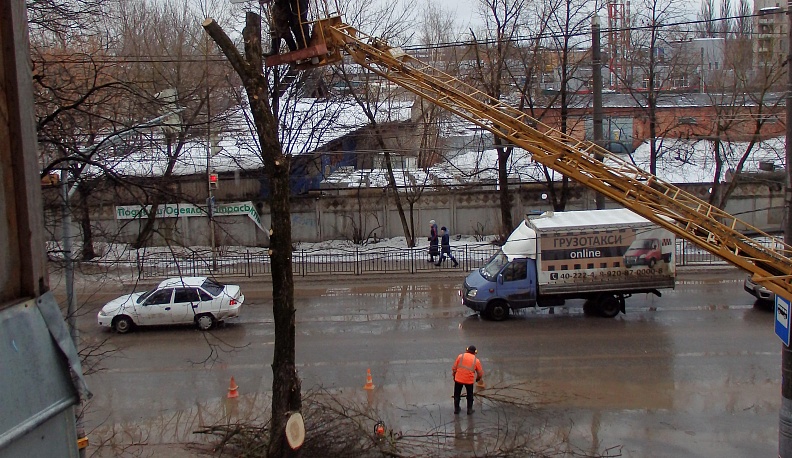 В ответ на статью "Калужских губернских ведомостей" горуправа оперативно опилила дерево