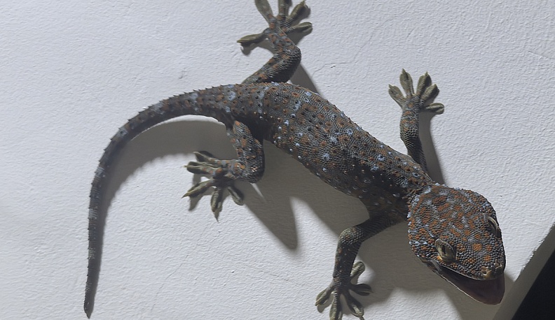 Ловцы гекконов и дзен