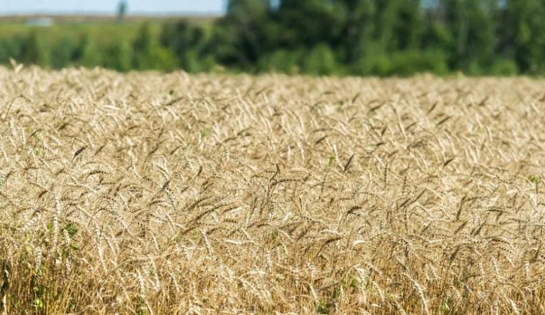 Аграрии региона готовы к уборке зерновых