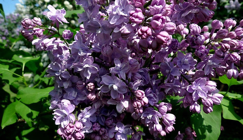 Сирень из сада космонавта Беляева будет расти и в Калуге