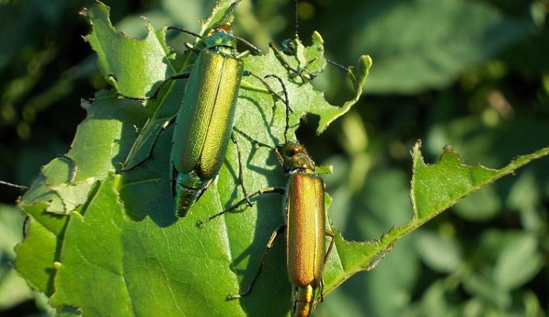 В Калуге проведут санитарную вырубку ясеней