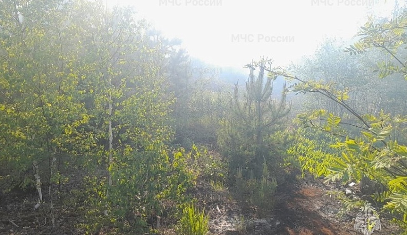 В черте Калуги более 20 спасателей тушили лесной низовой пожар
