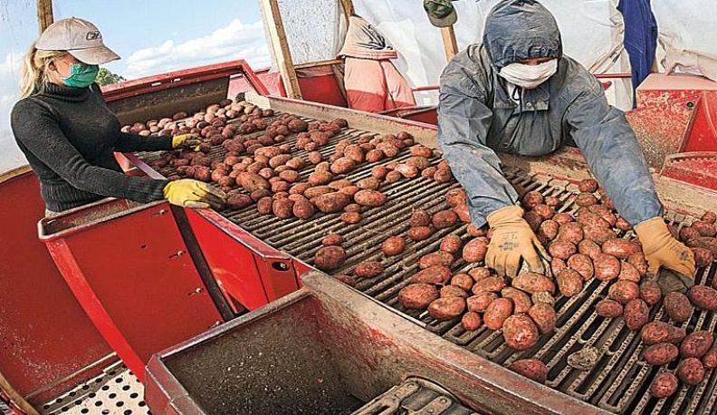 КАРТОФЕЛЬНЫЙ ОКТЯБРЬ