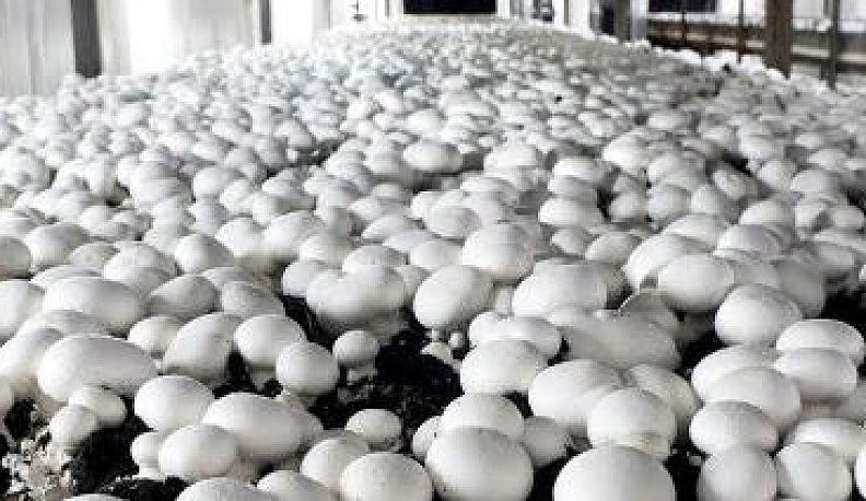 Калужские грибы востребованы за рубежом