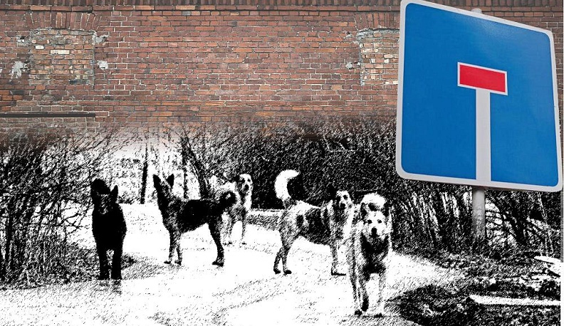 Собачий тупик?