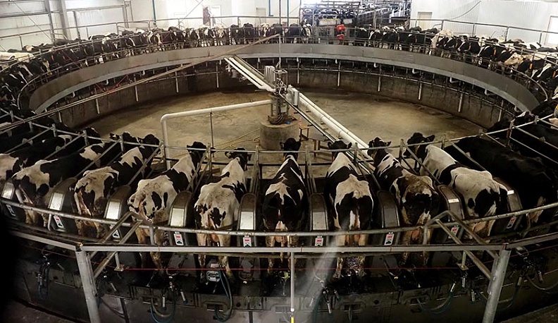 В Калужской области наращивают объёмы производства молока