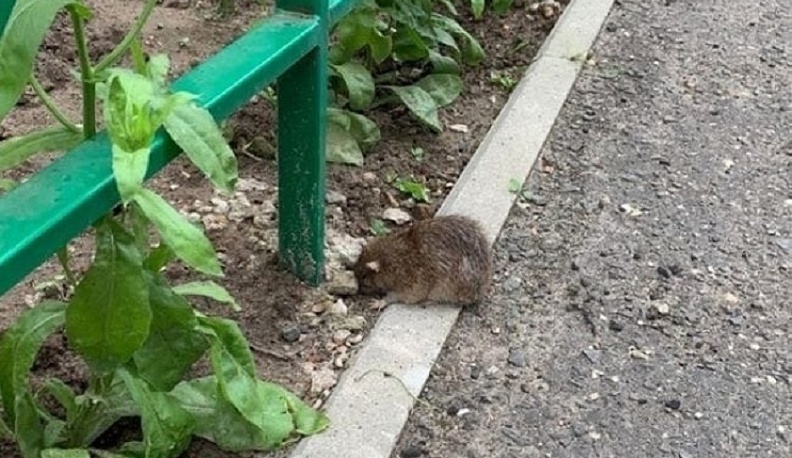 Калужане пожаловались на грызунов-вредителей на улице Тульской