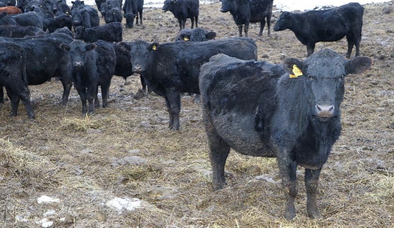 Бодрое мычание