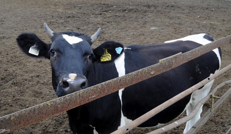 Фермеры Калужской области осваивают внутренний туризм