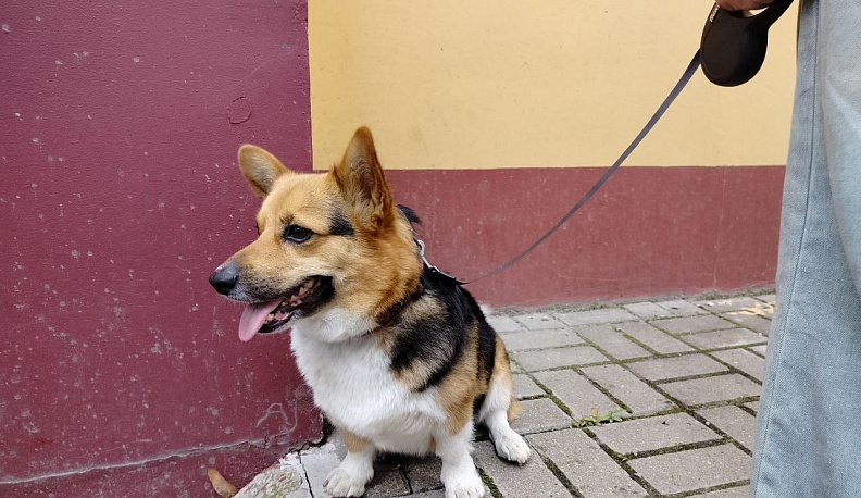 В Калуге приземлились «Белка и Стрелка»