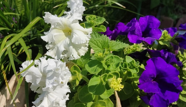 В Калугу постепенно возвращается теплая погода